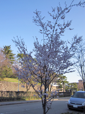 小さい桜の木ほぼ満開 わ わ わ日記